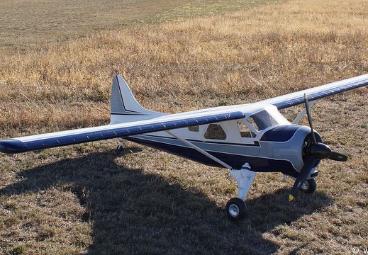 Beaver (518 visits) Beaver