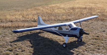 Beaver